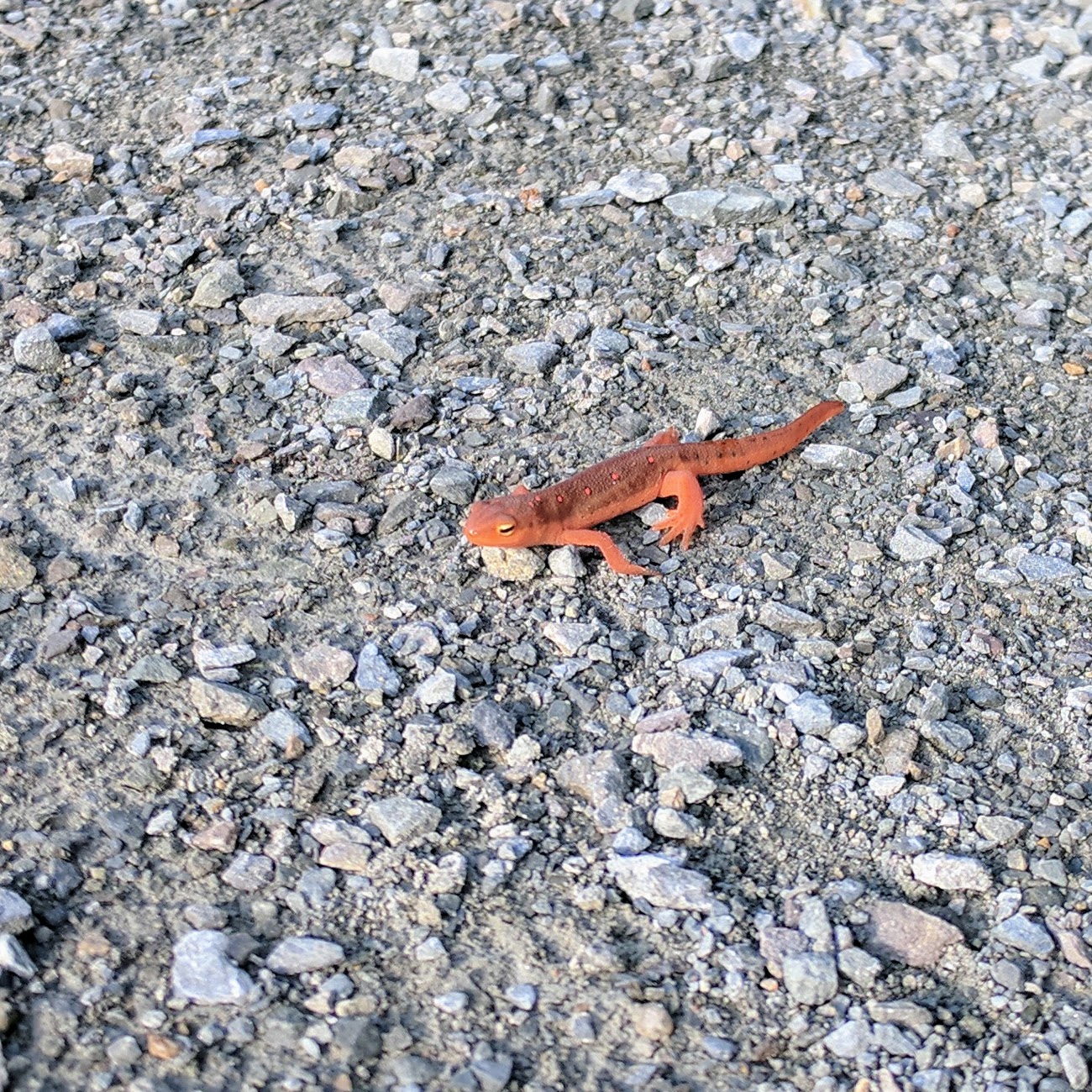 Hi, little cutie!