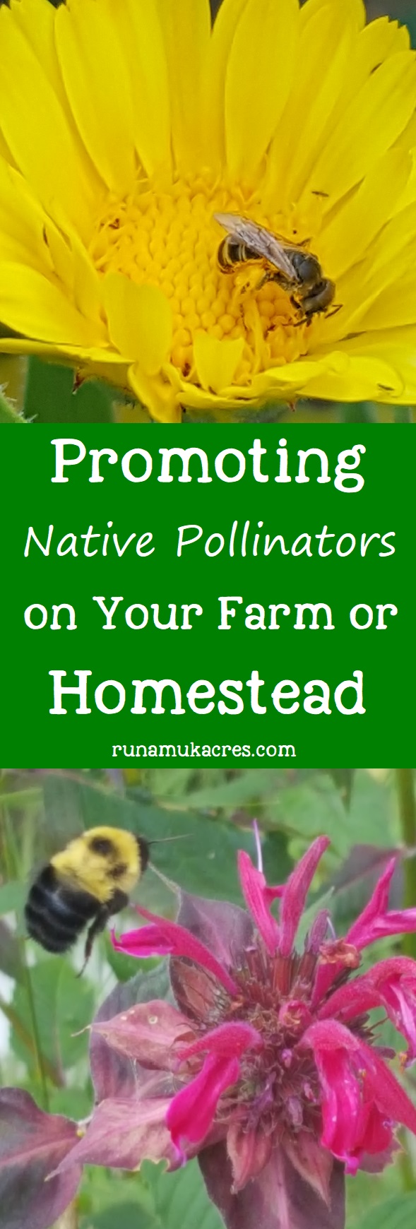 By encouraging native bees you can promote the overall health of the ecosystem that you are responsible for as a farmer. Click to learn more from Runamuk Acres Farm & Apiary in Maine!