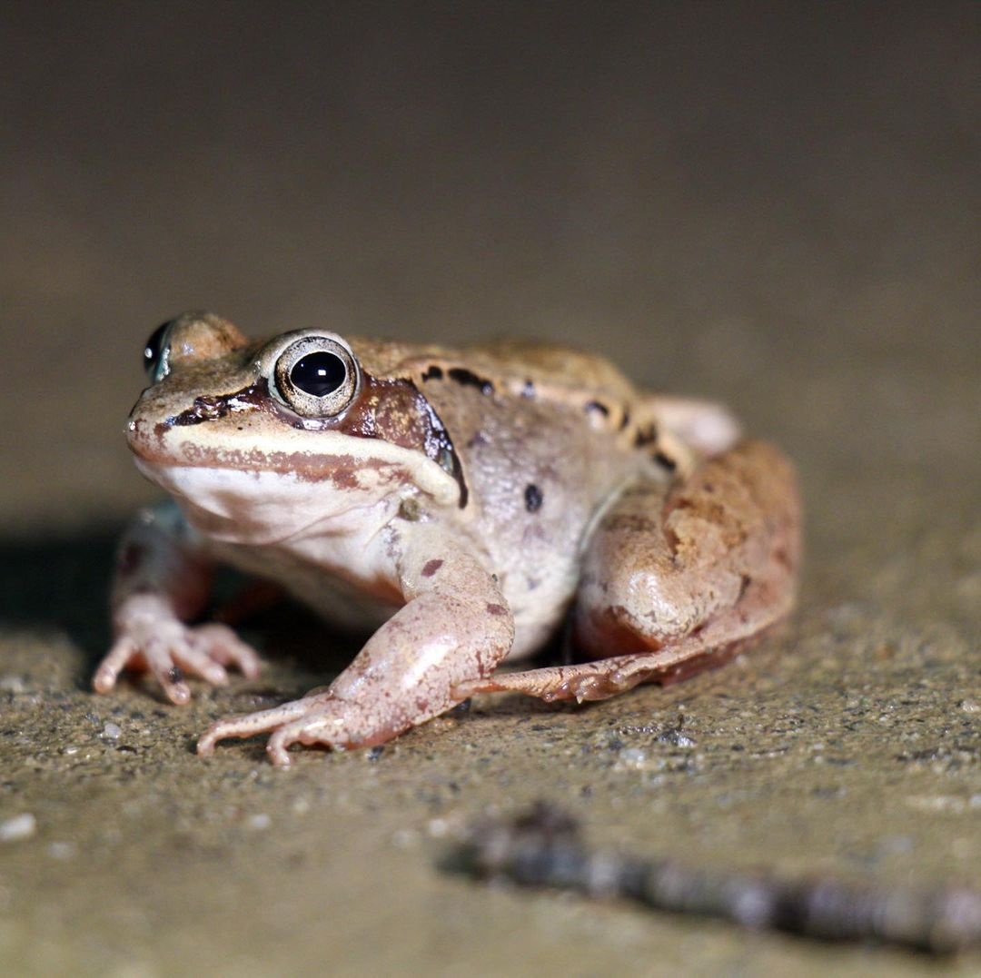 Maine Big Night Amphibian Monitoring Project