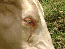 Image result for pinkeye in cattle
