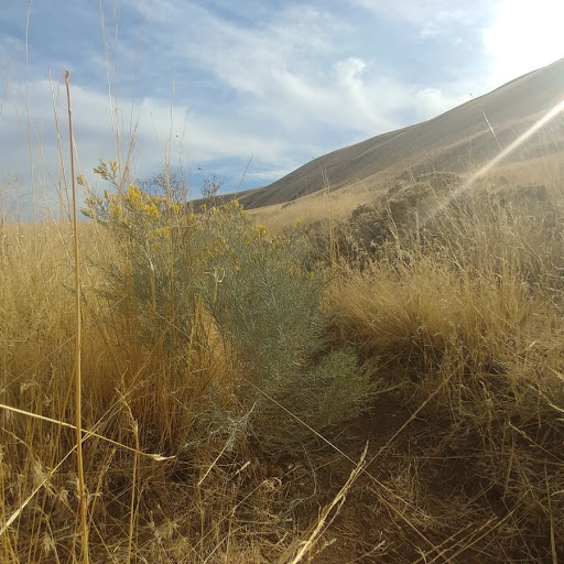 McBee Gray Rabbit Brush