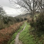 Is trail running harder than road running? Not when the trail is as nice as this one, gently sloping downwards between the trees.