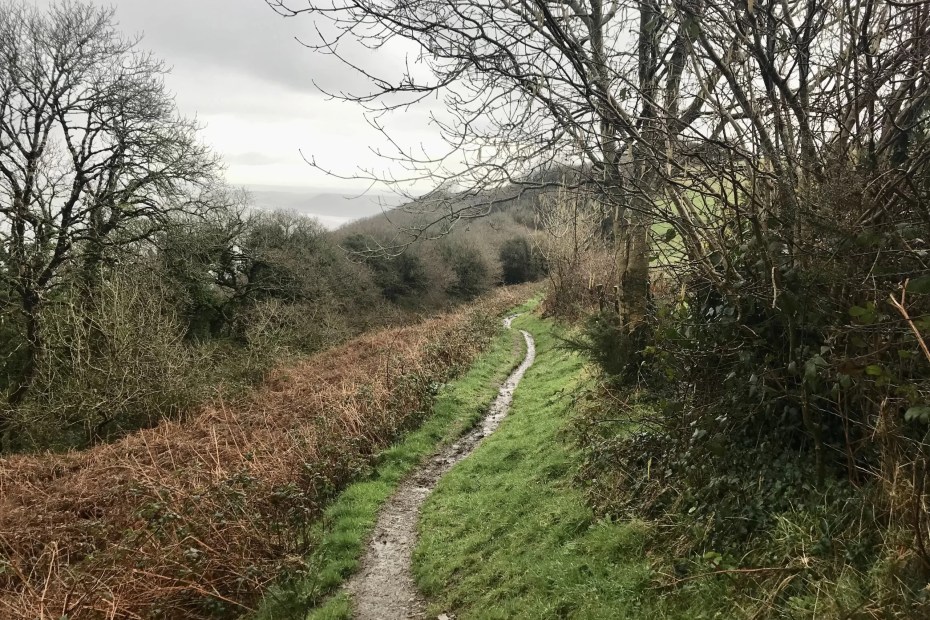 Is trail running harder than road running? Not when the trail is as nice as this one, gently sloping downwards between the trees.