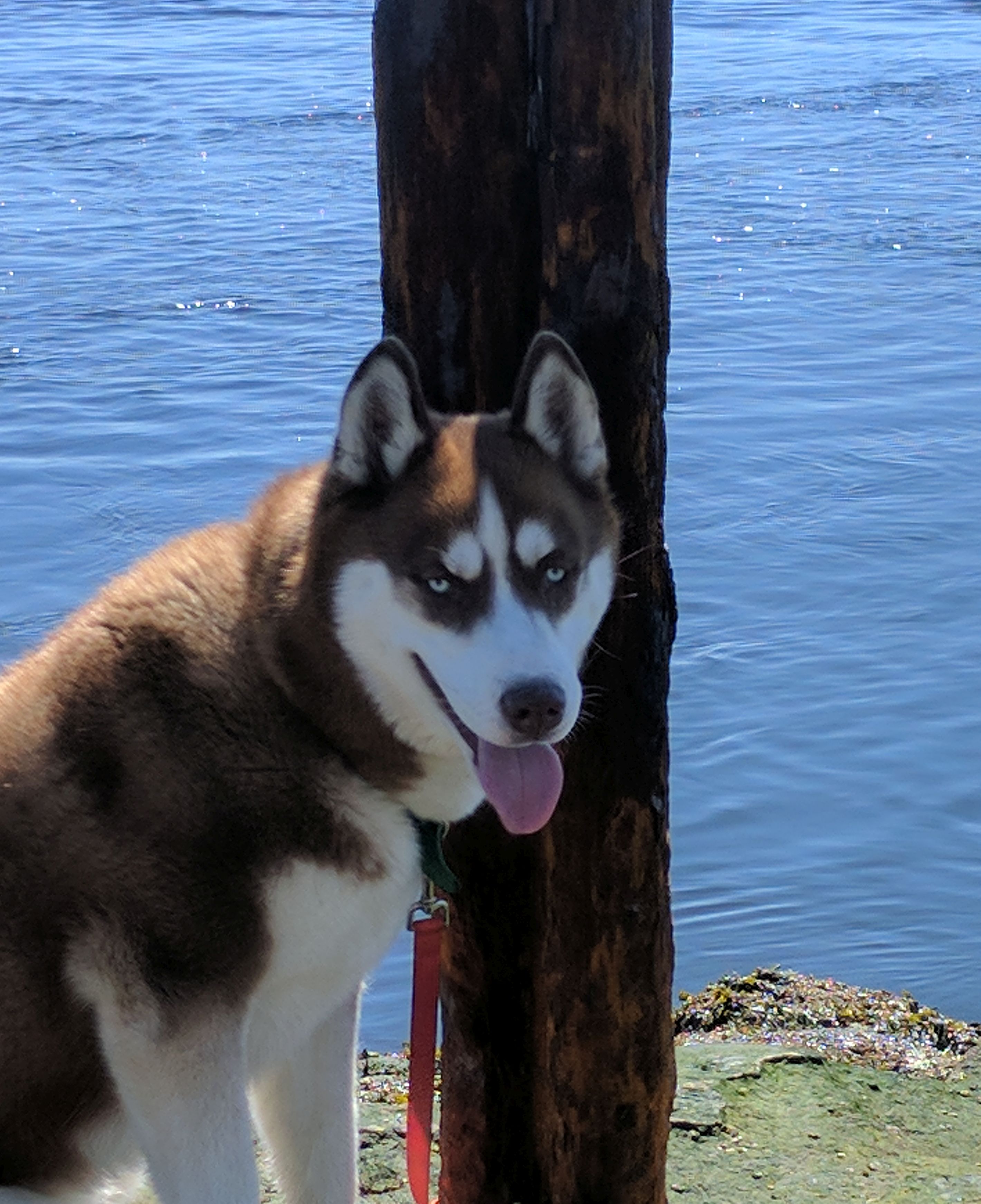 Puppies Running with Huskies