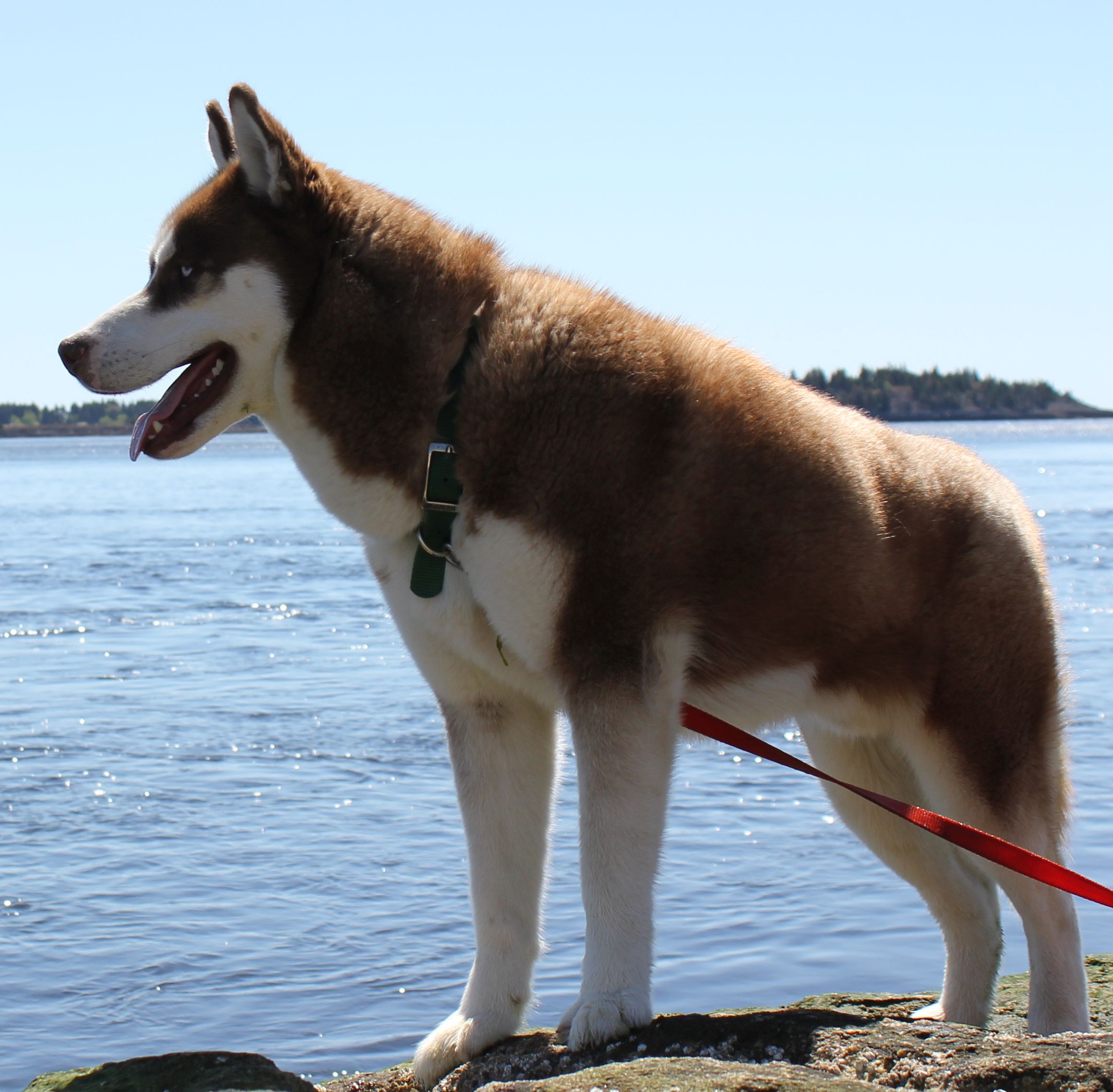 Meet the Pack Running with Huskies