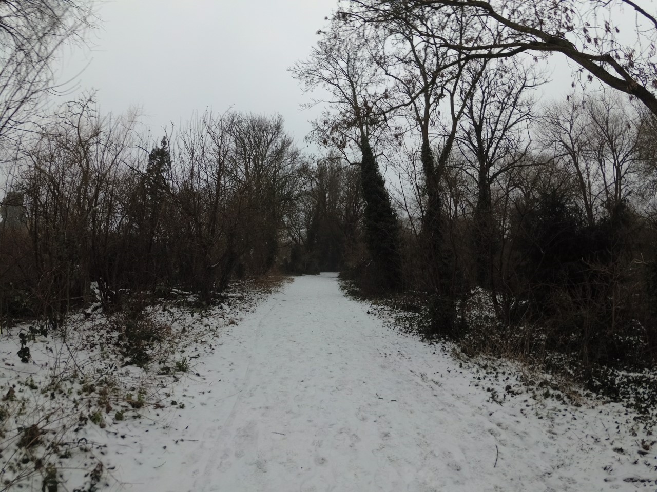 Snowy Path