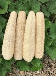 Natural luffa sponge
