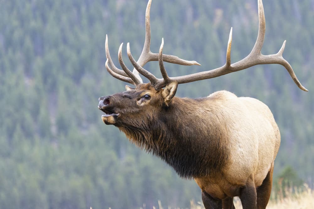 They are possessed by males and sometimes females, depending on the species. Animals With Horns Types Differences From Animals With Antlers