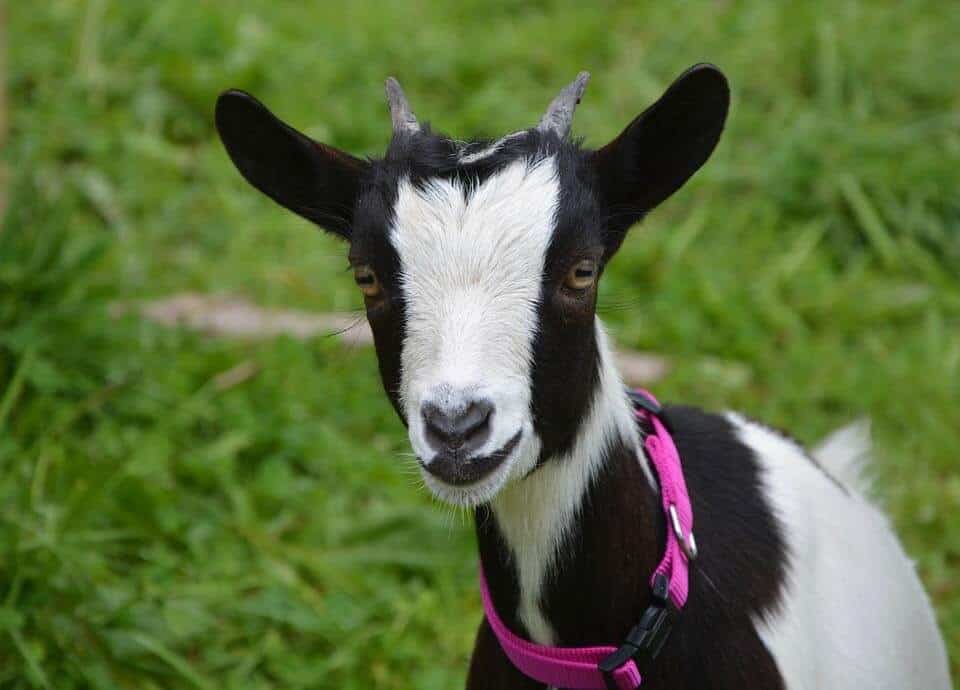 How Often Do Goats Go Into Heat and How To Tell Rural Living Today (2022)