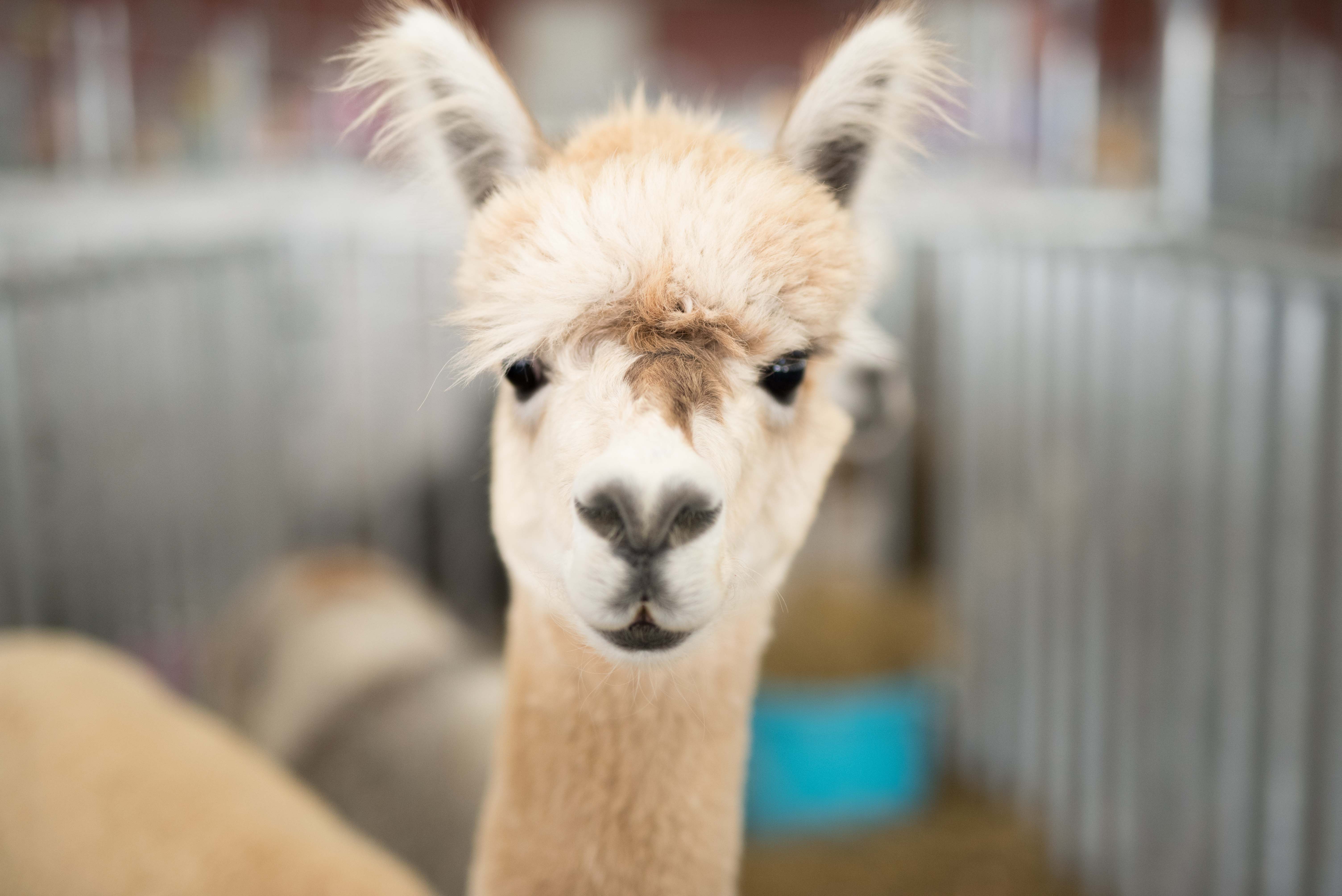 Alpaca