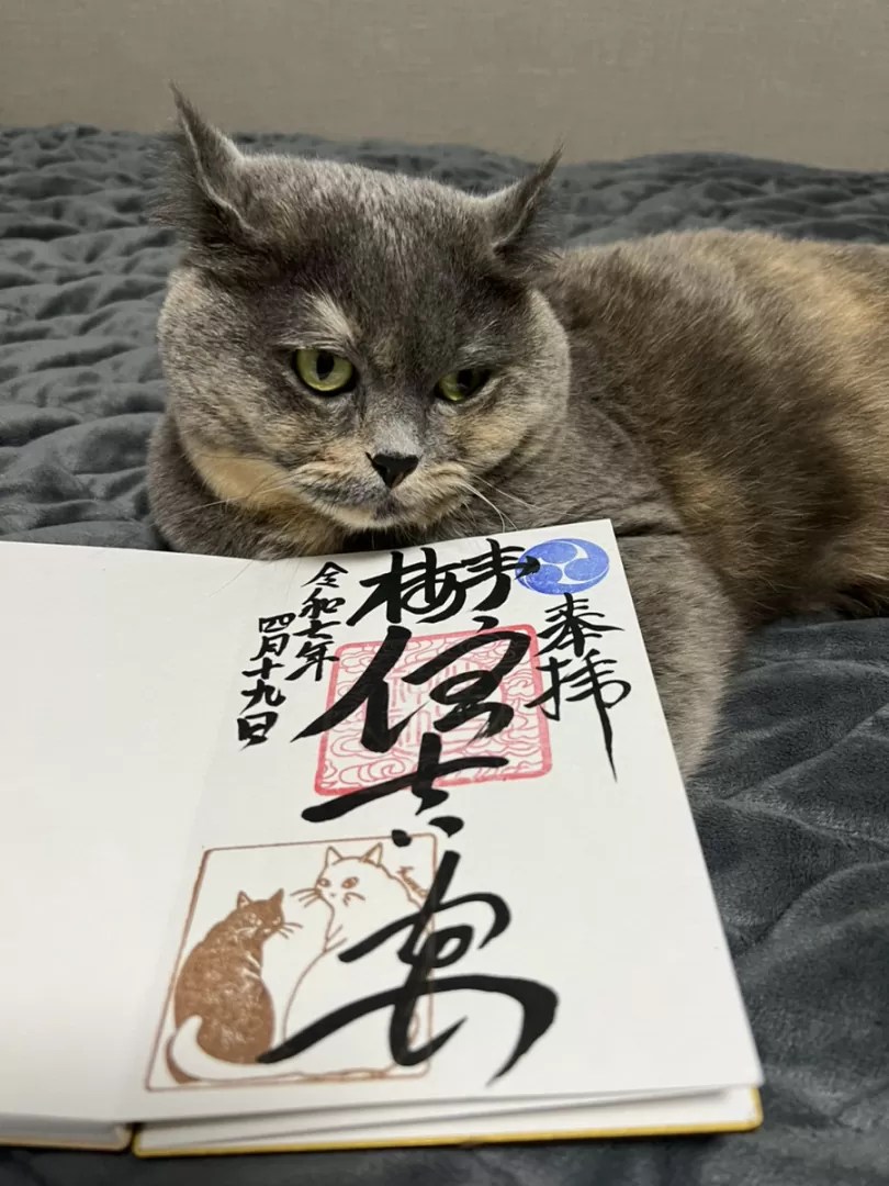 夢見森 猫地区の御神木　MAYZON 夢見森 猫地区の御神木 (フラワーコミックスα) | MAYZON
