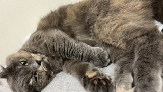 猫の骨は人の骨数より多いにゃ！？猫が教えるしなやかボディの骨格と関節メカニズム🐱