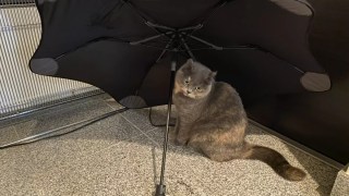 雨の日ってちょっぴり憂うつにゃ…猫族が本音で語る“雨の日あるある”と快適な過ごし方🐾
