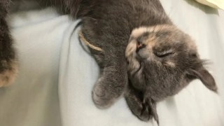 小さい猫ってどんな子？人気の小型猫ランキング9選と性格ガイドにゃ🐱