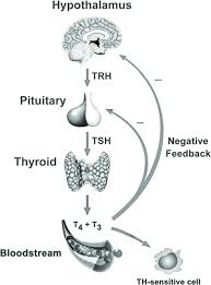 Thyroid Emergencies – Rush Emergency Medicine