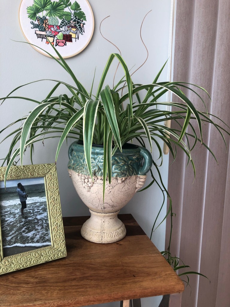 Spider Plant