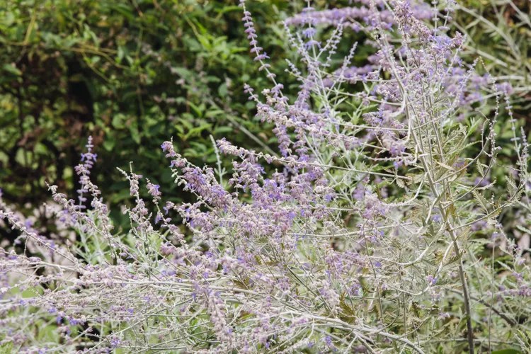 Russian Sage
