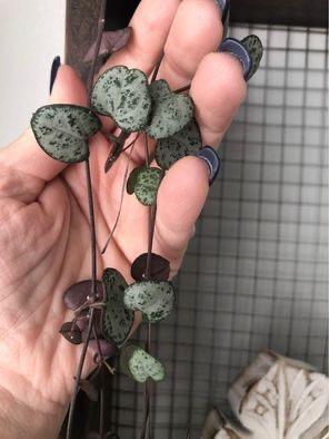 String of Hearts