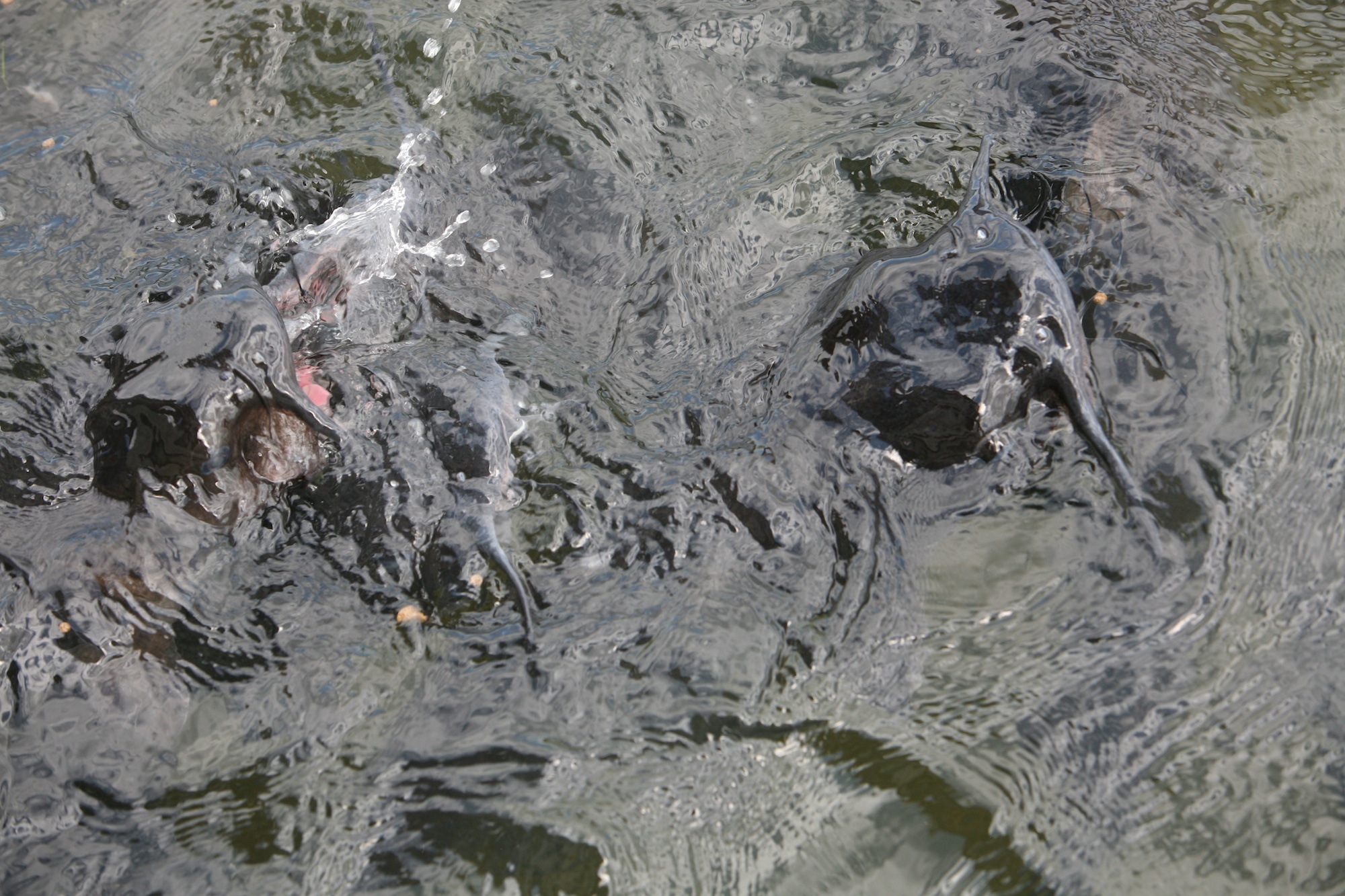 catfish close up