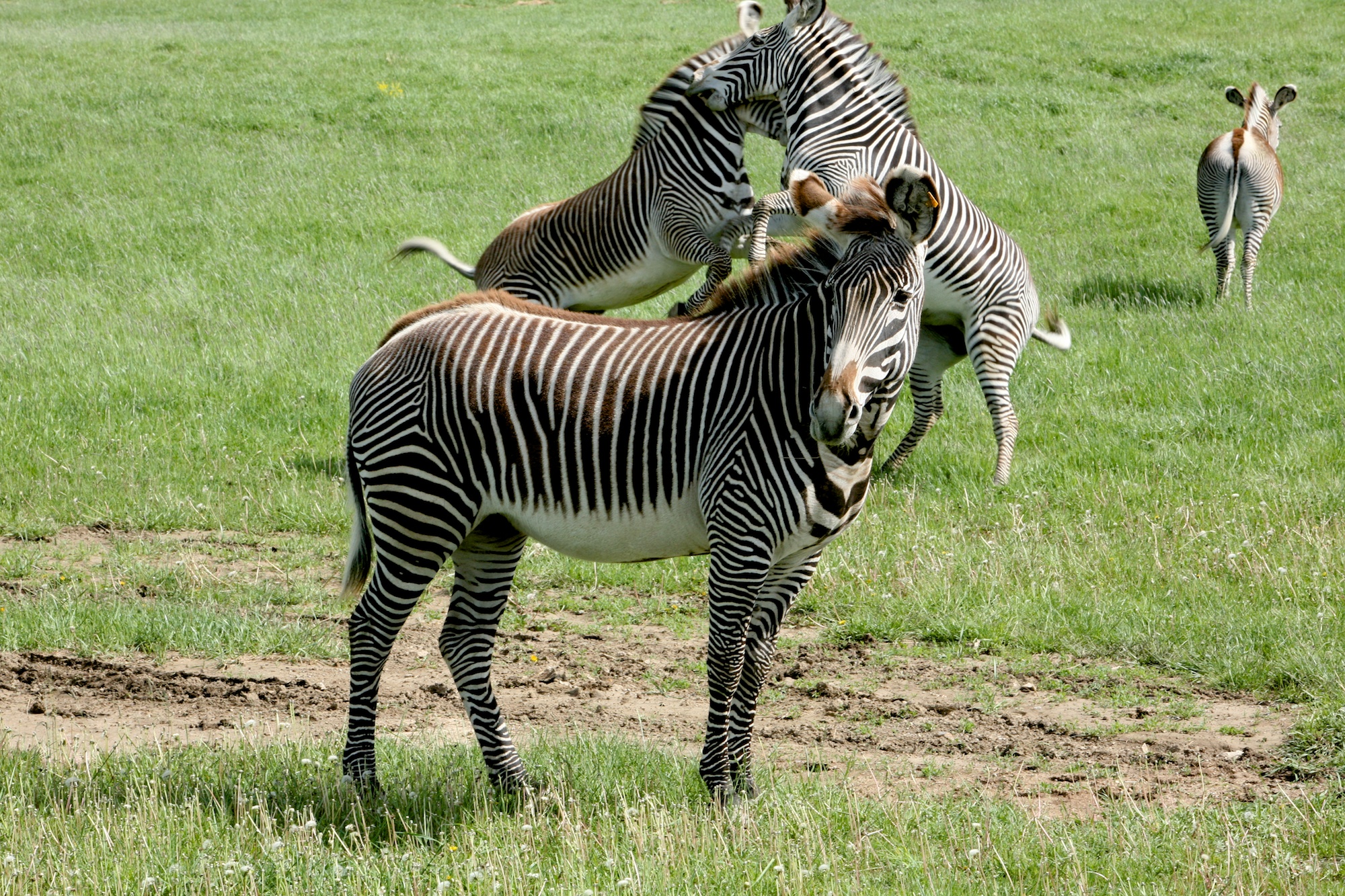 Zebras