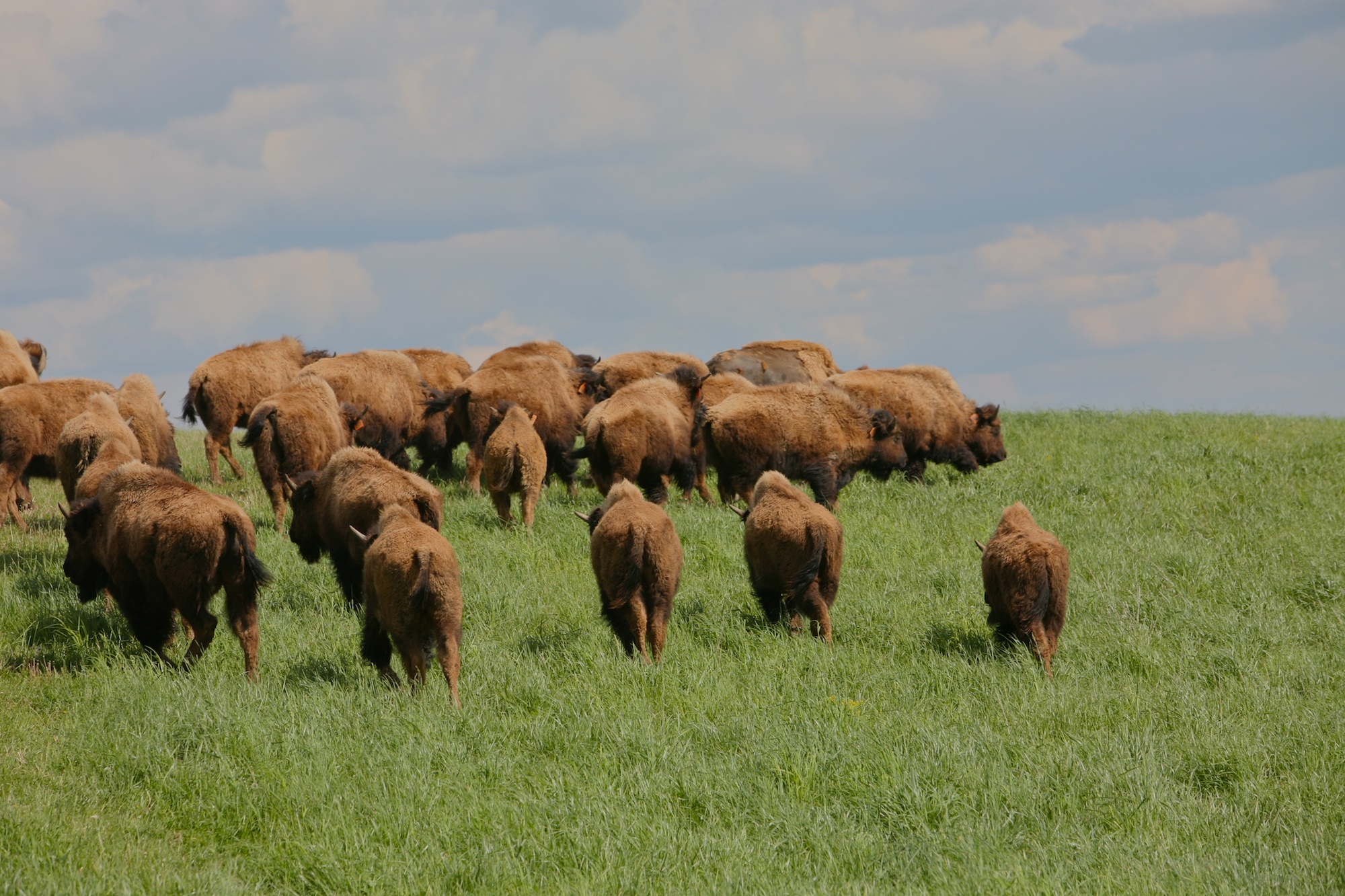 Bison