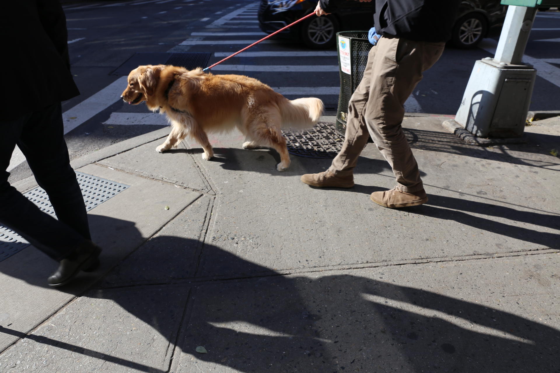 DOGS in NYC Ruth E. Hendricks Photography