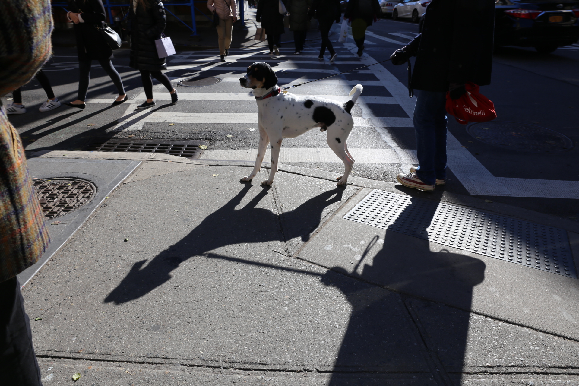 DOGS in NYC Ruth E. Hendricks Photography