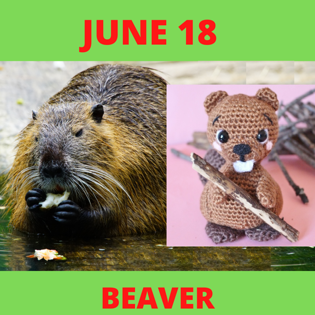 JUNE 18 Beaver