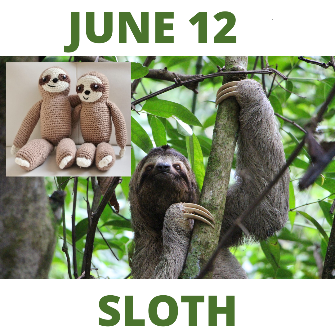 June 12 sloth