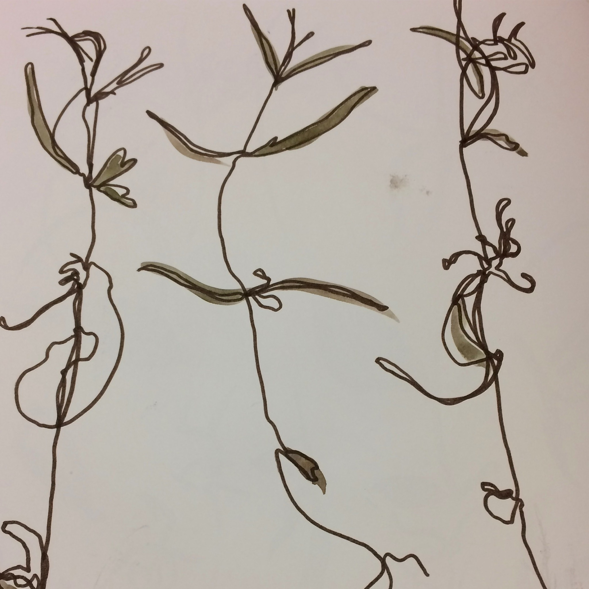 Ruth Singer Genetics Resideny