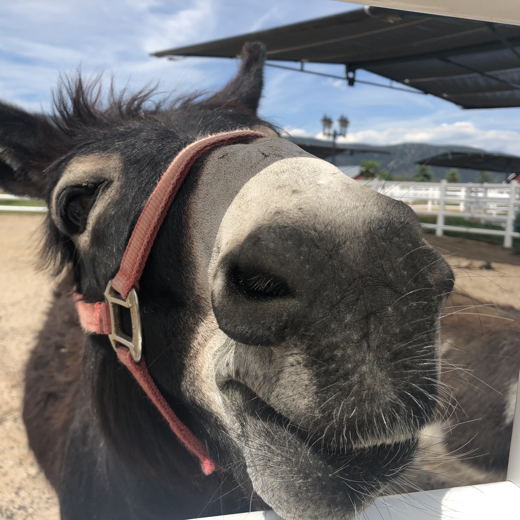 Smiling miniature donkey