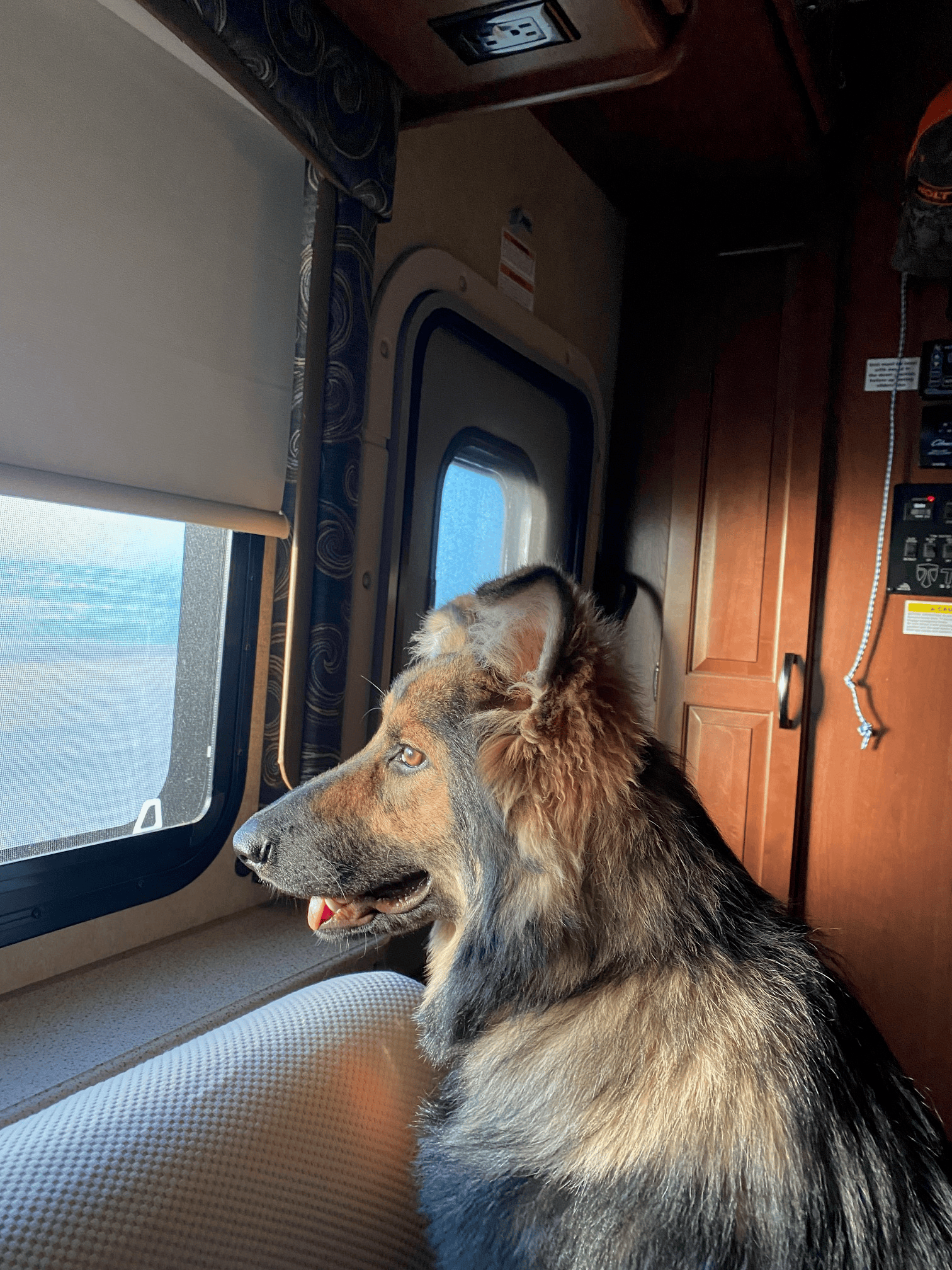 is your dog ready for RV Camping