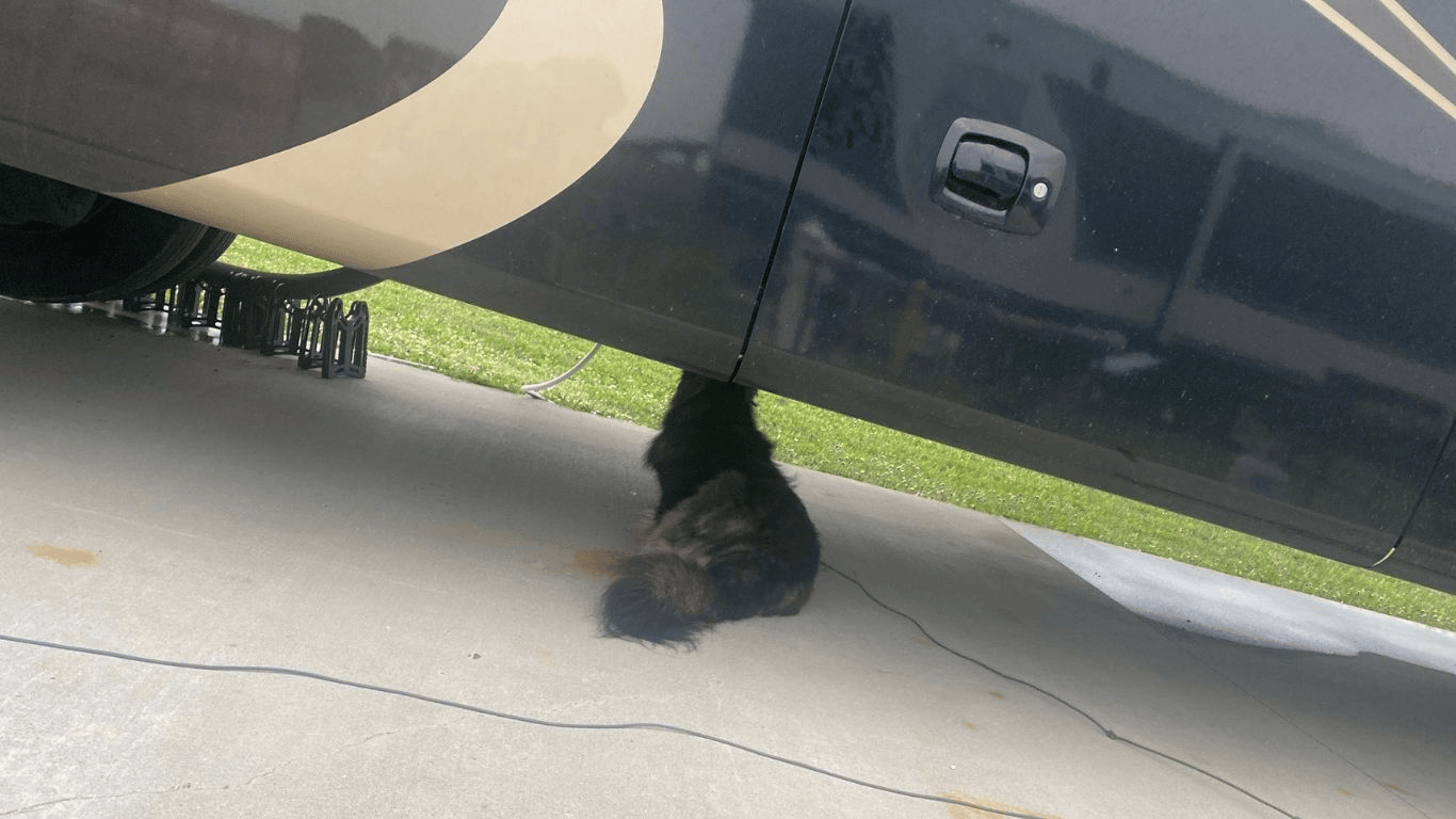 setting up a pet friendly campsite