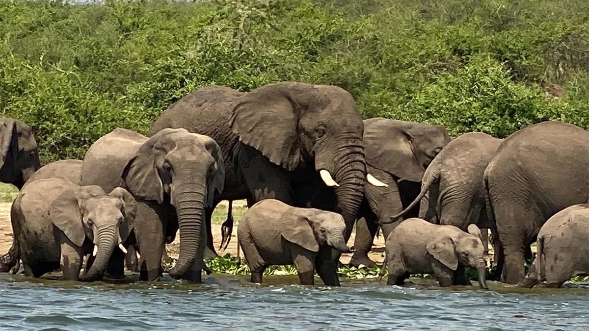 Elephants