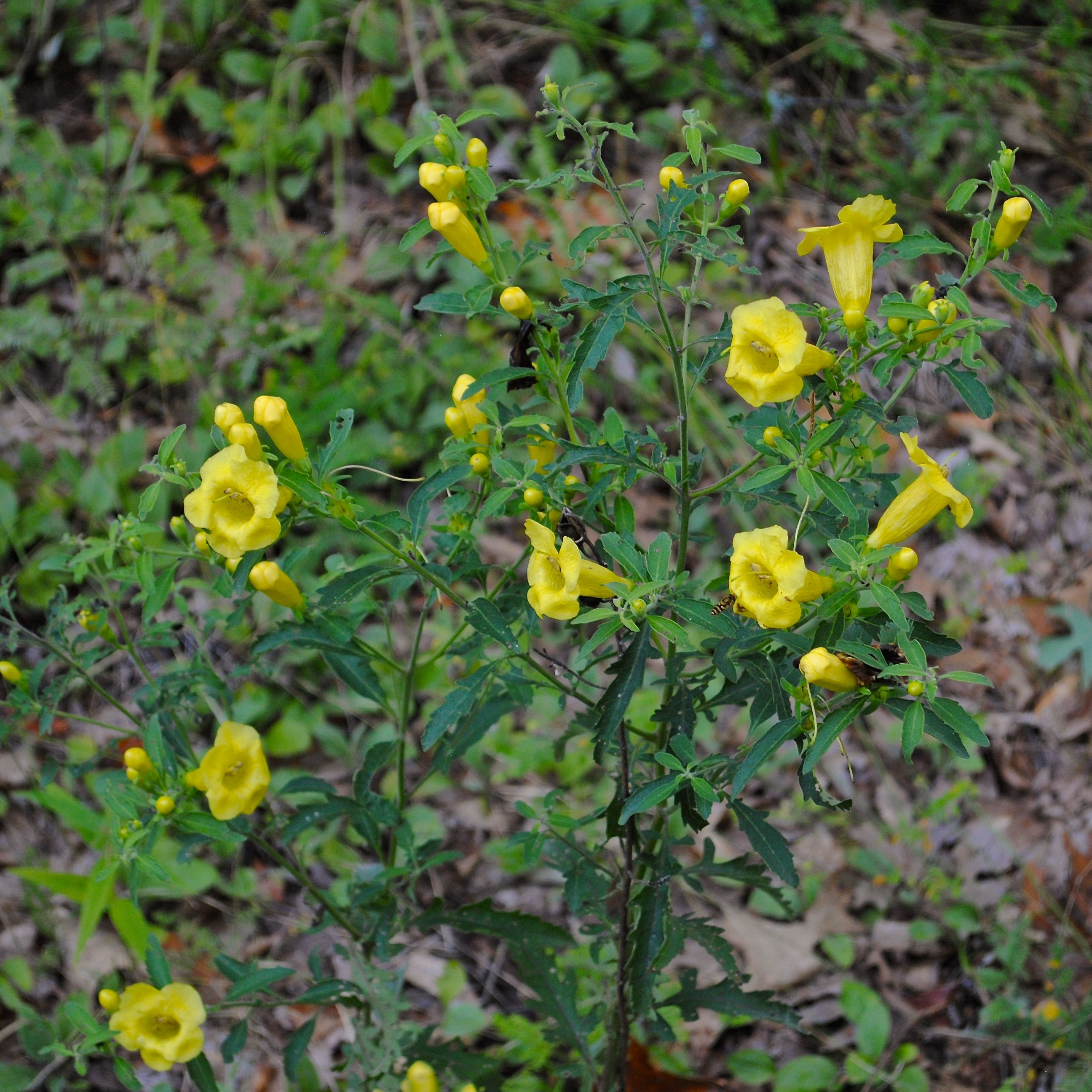 Yellow Flowers