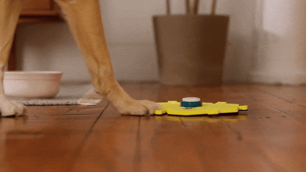 Dog talking buttons in use