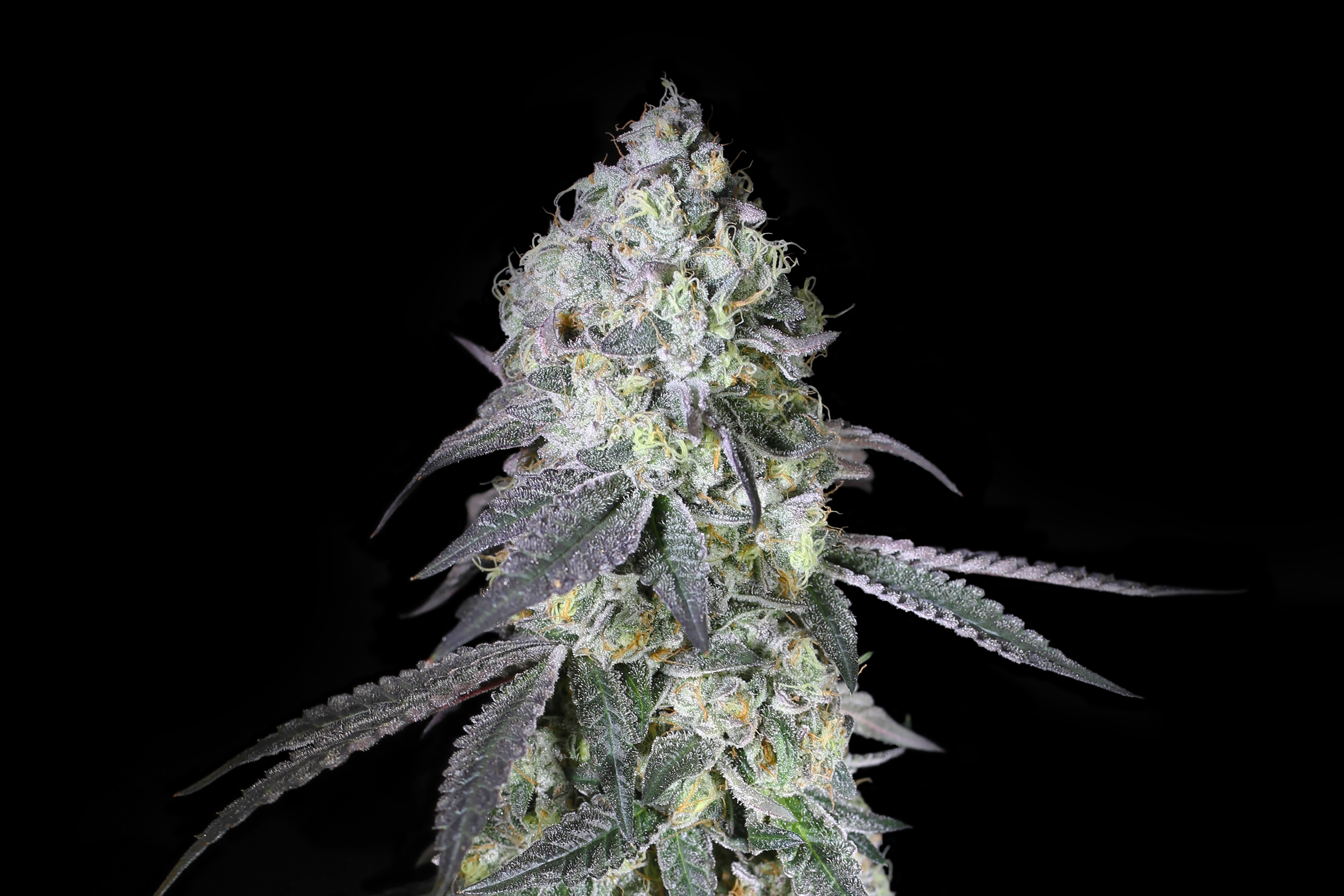 I just mighty+ af @370 degrees. Rythm Cannabis Strain Library