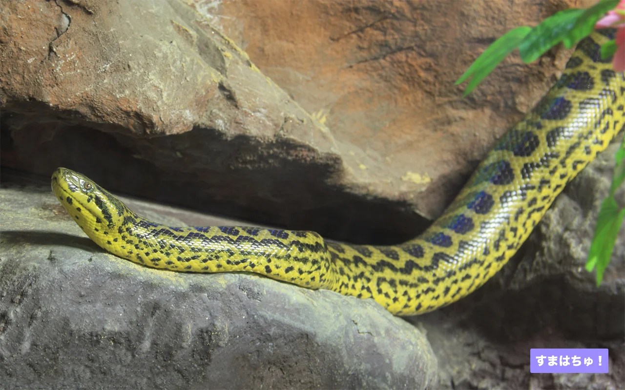 キイロアナコンダとは – 両爬工房マガジン