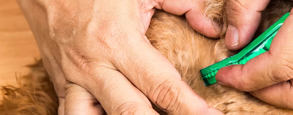 Can dogs get lice from humans