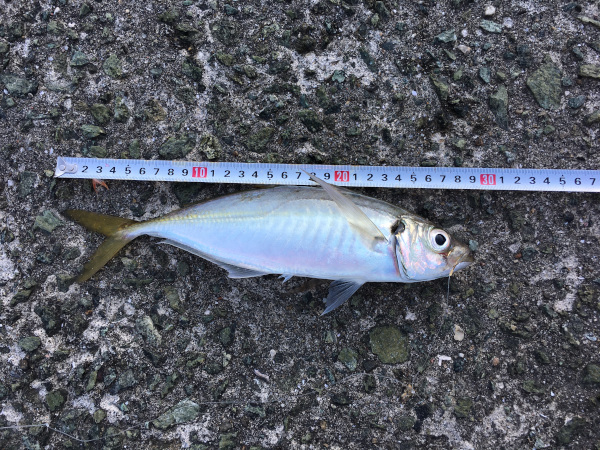 愛媛県釣果情報/釣り広場.com