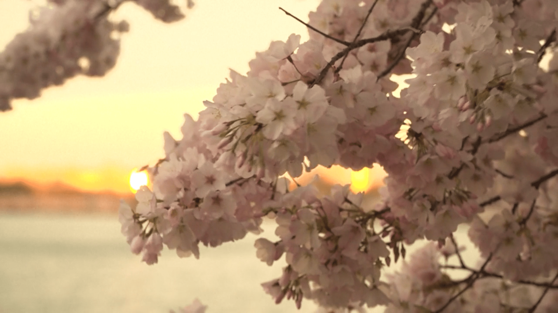 2025 Washington Dc Cherry Blossom Peak Bloom Forecasts - Download Modern Landscape Photo | 4K