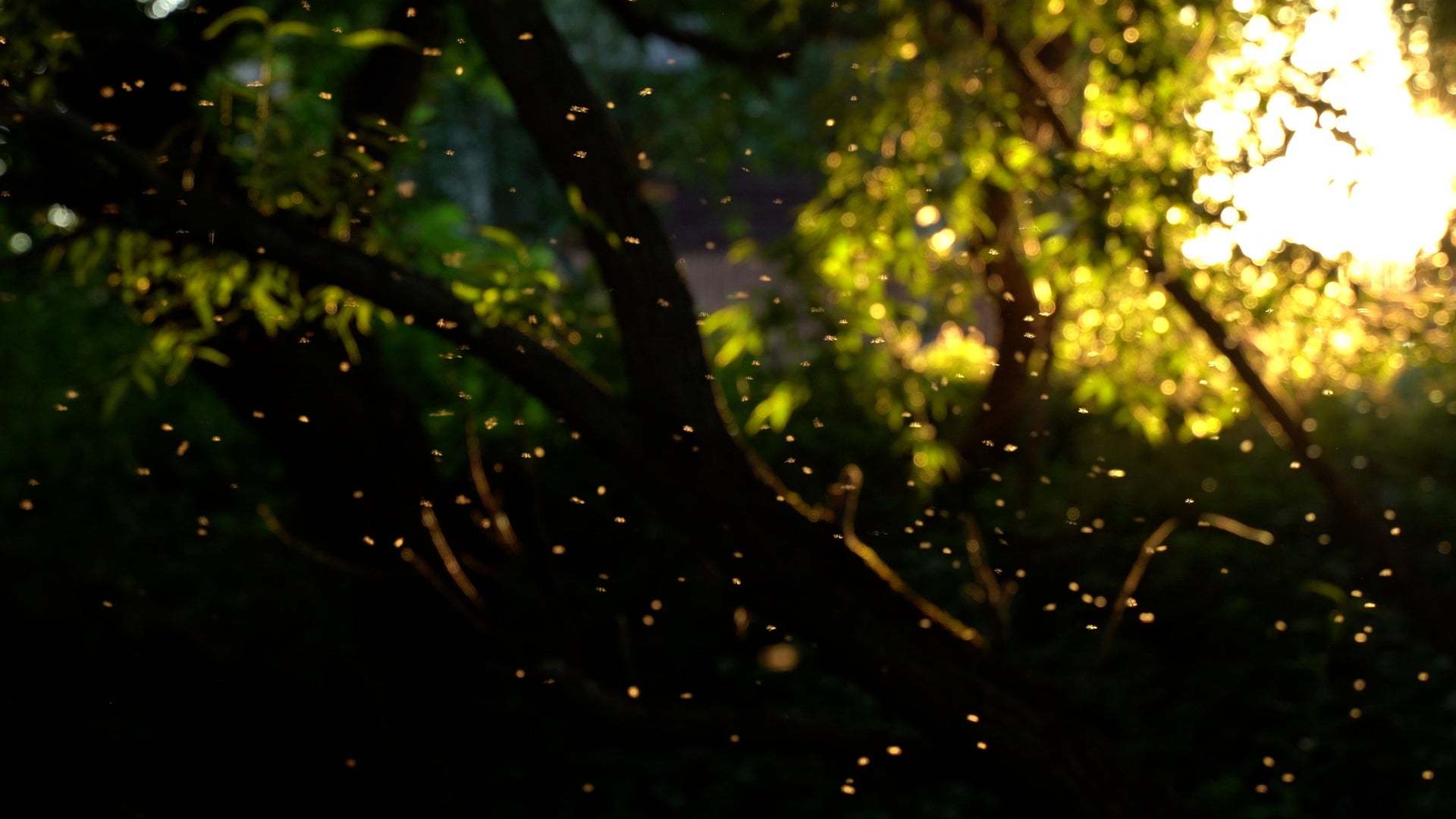 Watch Nasa S Live Solar Eclipse Stream Videos From The Weather Channel - Premium Minimal Picture Gallery - 4K