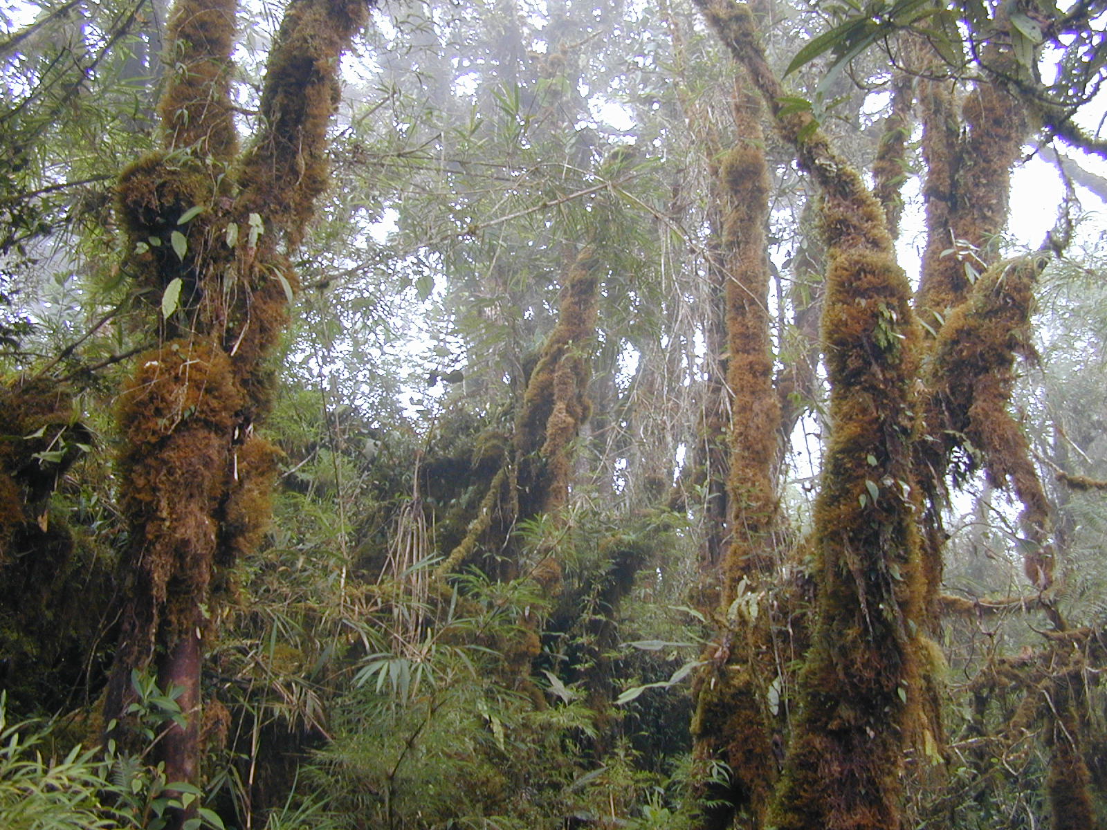 Pdf Tropical Forests Under A Changing Climate And Innovations In - Download Artistic Nature Pattern | Mobile