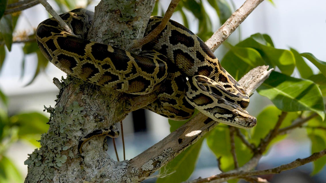 Hybrid Python Could Pose Bigger Threat To Florida Everglades The