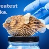 baixar The Truth About My Pufferfish mp3
