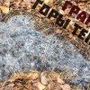 baixar Pomegranates not far from the top of Mount Teplaya, a hike through the forest with a search for U... mp3