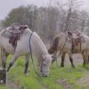 baixar 馬と人　在来馬を巡る８つの物語　北海道和種編 mp3