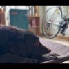 baixar ハードオフにお宝が落ちてたから、25年振りにロードバイクの世界へ戻ってきました。 mp3