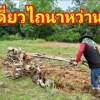 baixar ลุยเดี่ยวไถนาหว่านข้าว mp3