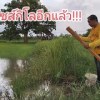 baixar เจอรุ่นไซส์กิโลอีกแล้ว!!ใส่เบ็ดในนาข้าววันฝนตกหนักปลาช่อนมีแต่ตัวอ้วนๆ งานนี้มีรุ่นใหญ่มาฝาก mp3